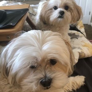 Meet your Posher, Huda